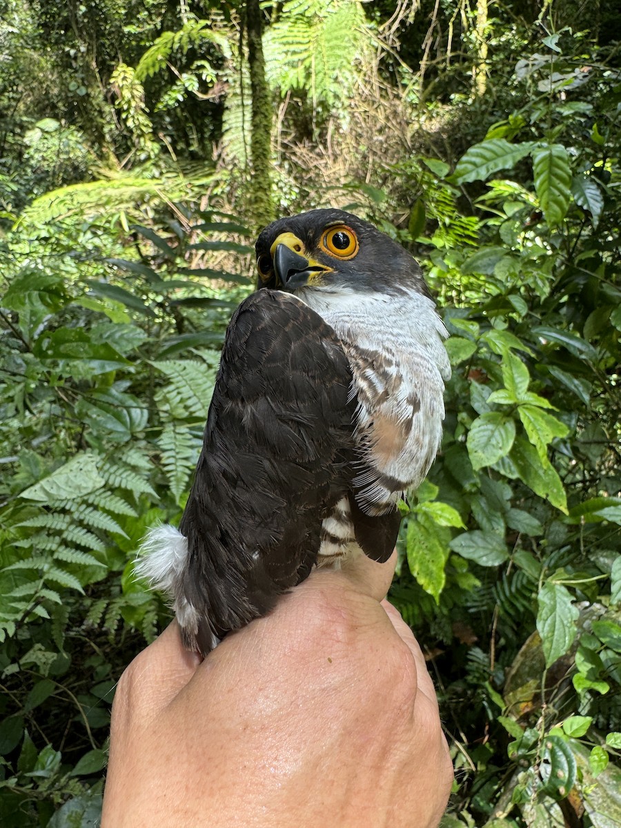 Red-thighed Sparrowhawk - ML613634109