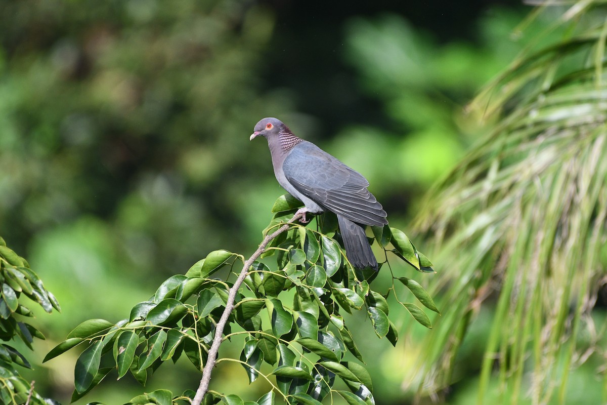Scaly-naped Pigeon - ML613634210
