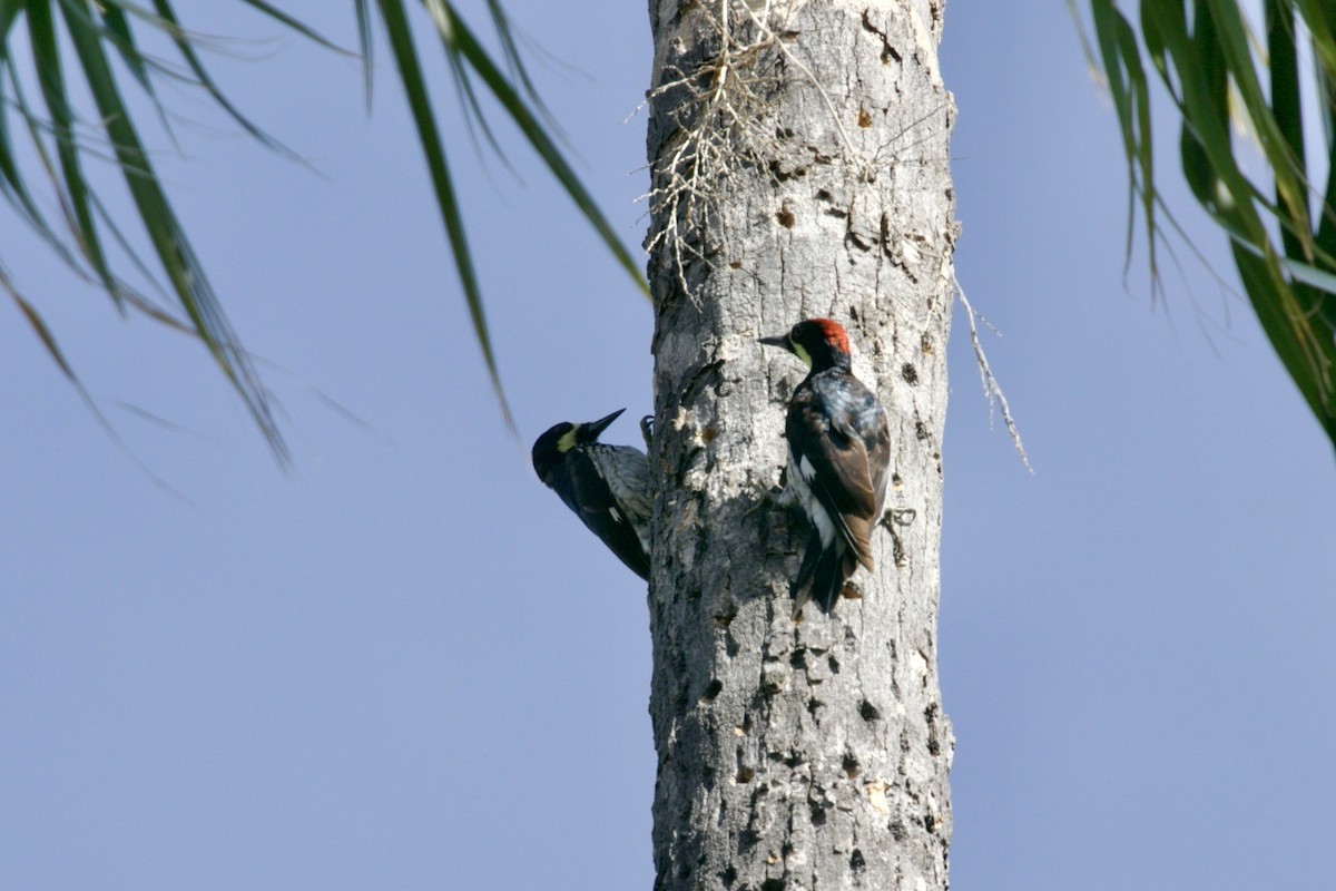 Acorn Woodpecker (Narrow-fronted) - ML613634237