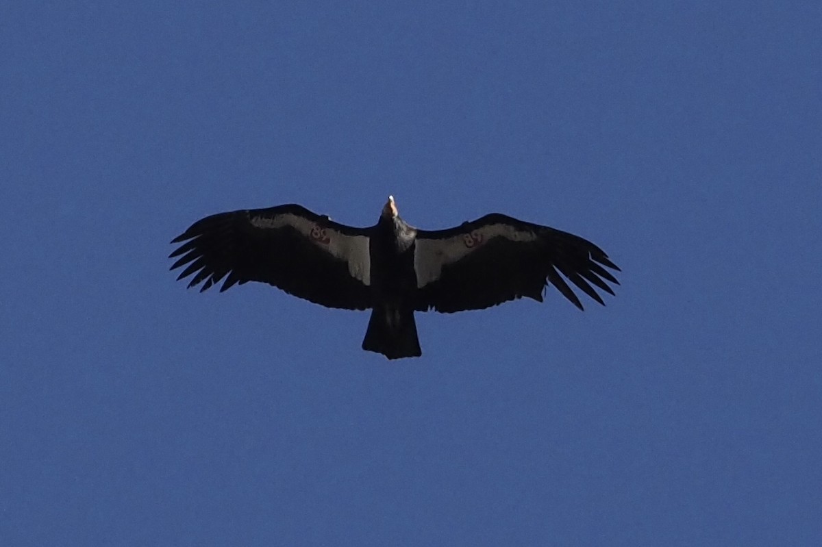 California Condor - ML613634536