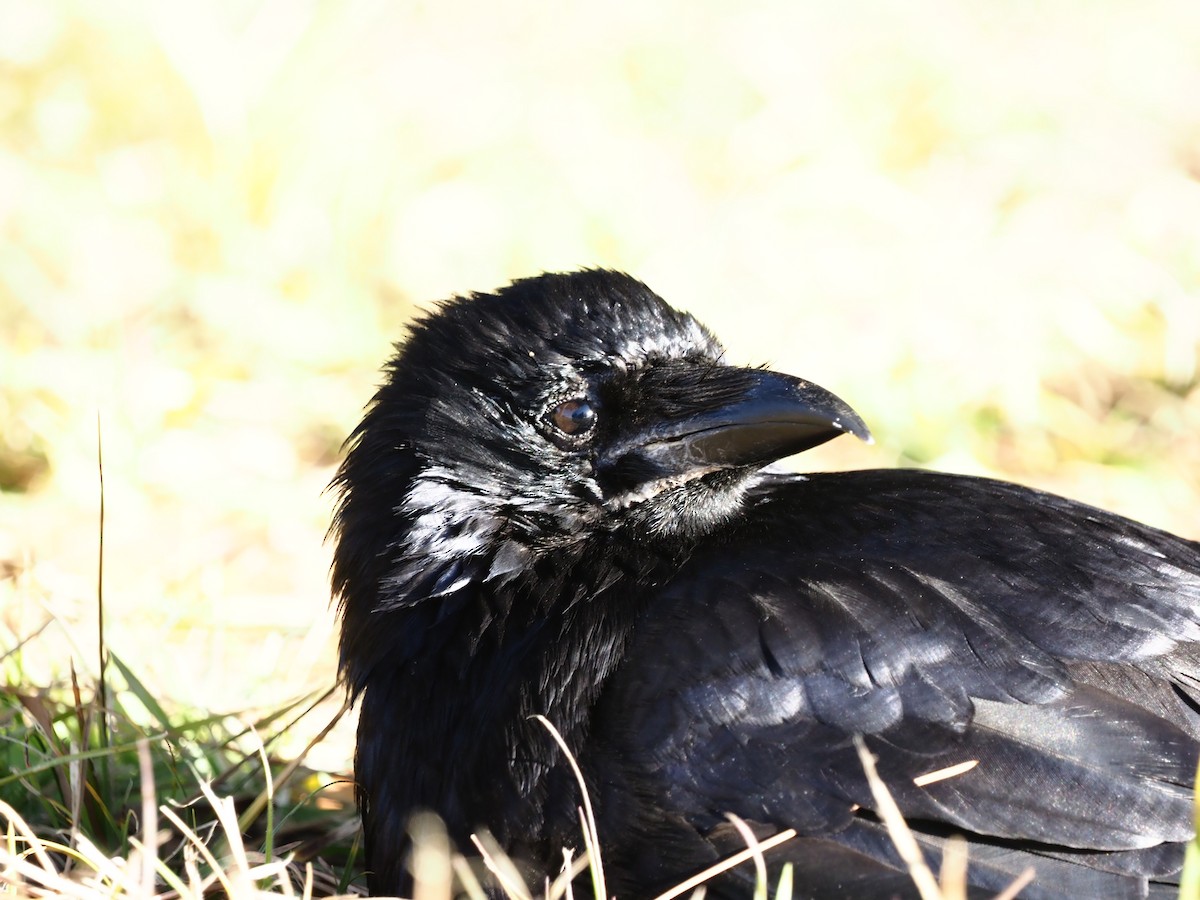 Large-billed Crow - ML613634580