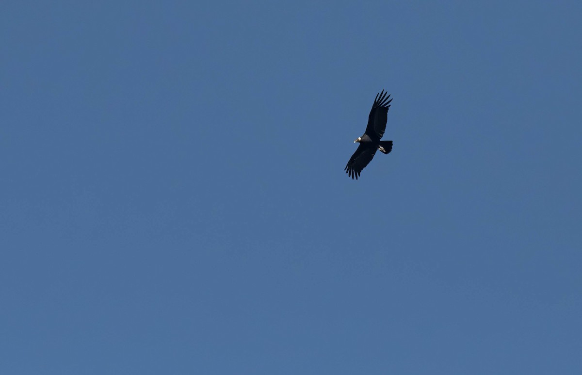 Condor des Andes - ML613634635