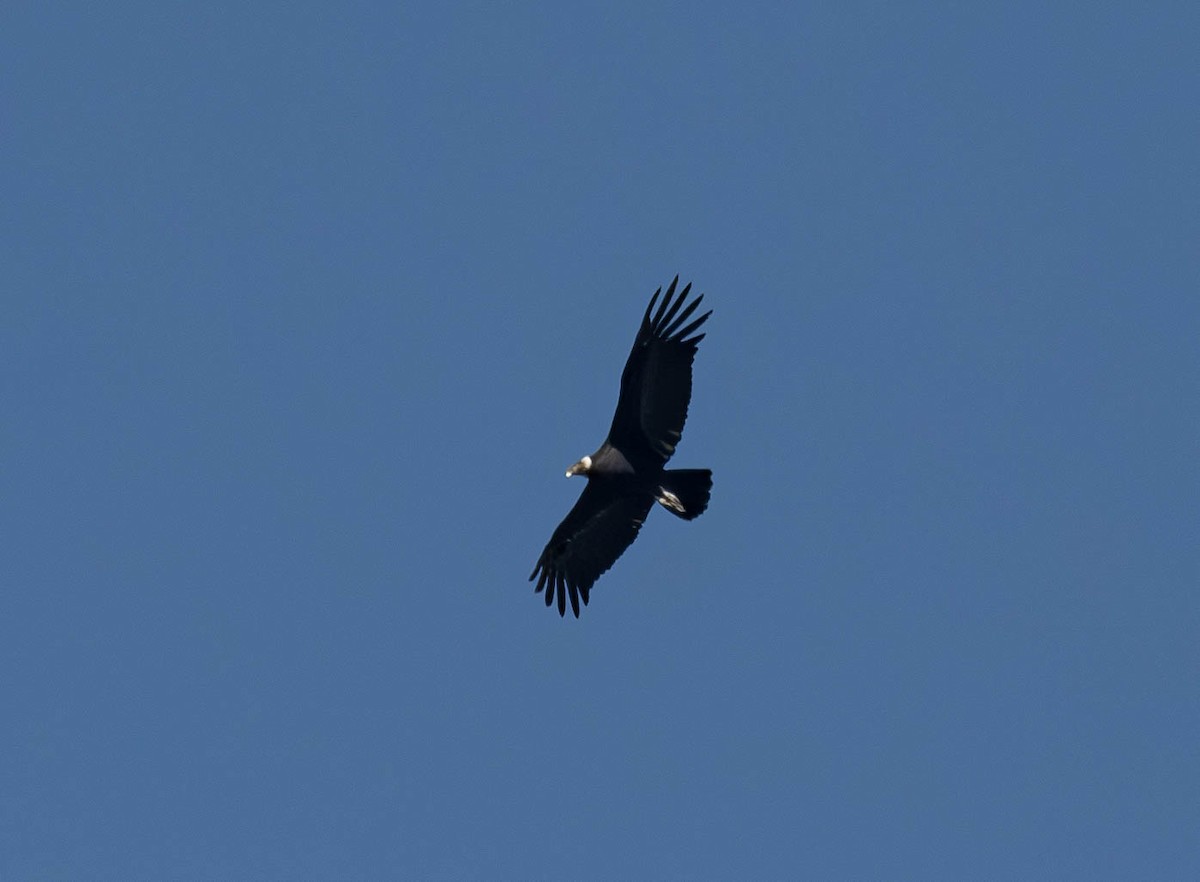 Condor des Andes - ML613634636