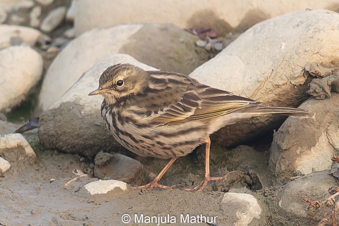 Rosy Pipit - ML613634699