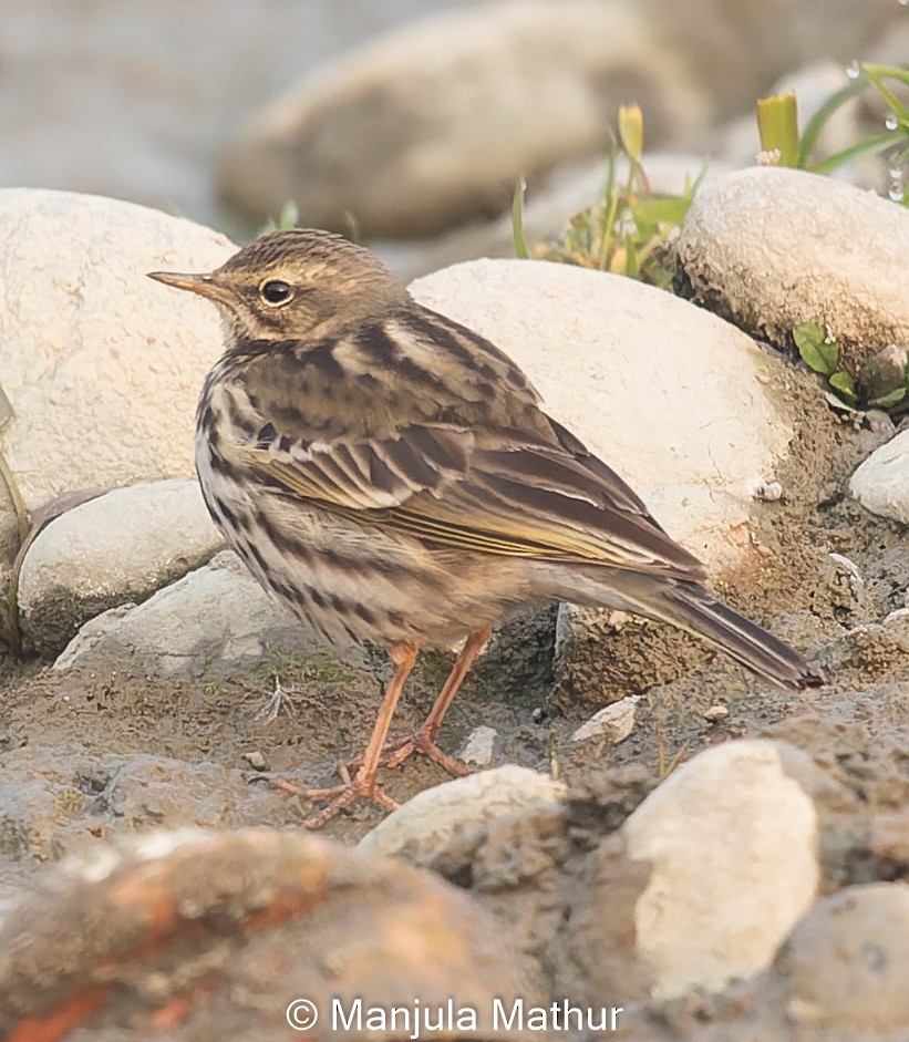 Rosy Pipit - ML613634727