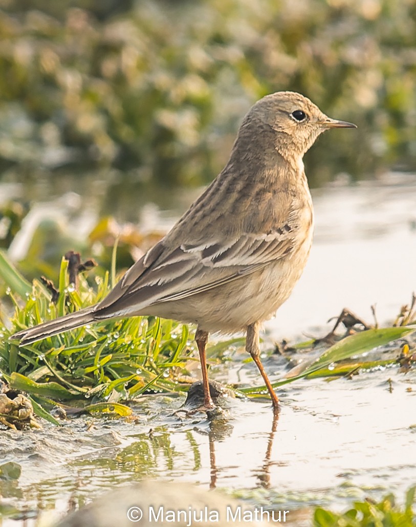 Water Pipit - ML613634733