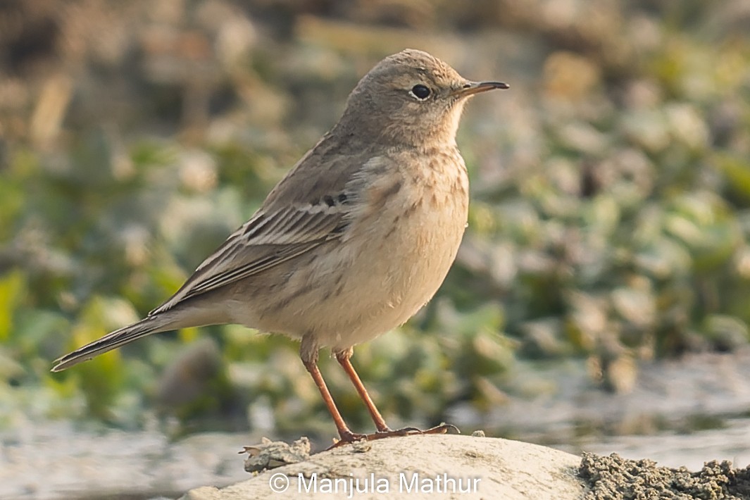 Water Pipit - ML613634742