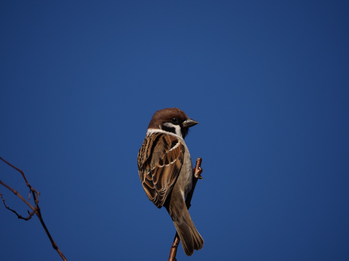 Eurasian Tree Sparrow - ML613634777