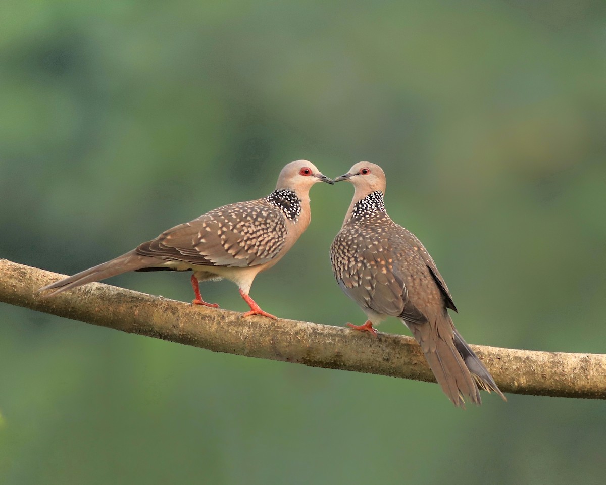 Spotted Dove - ML613634998