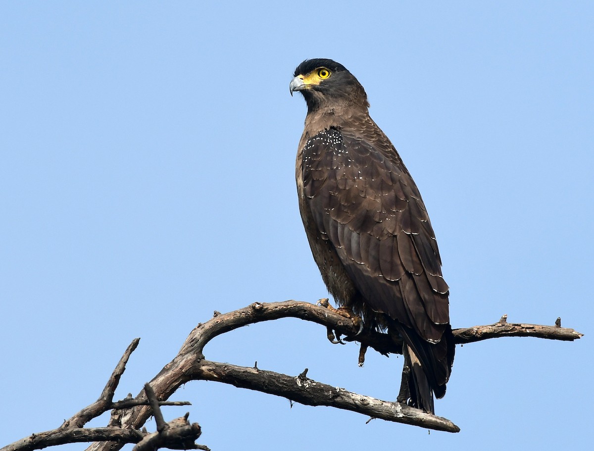 Crested Serpent-Eagle - ML613635594