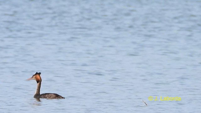 Great Crested Grebe - ML613635846