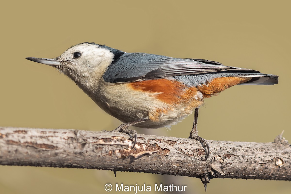 White-cheeked Nuthatch - ML613635861