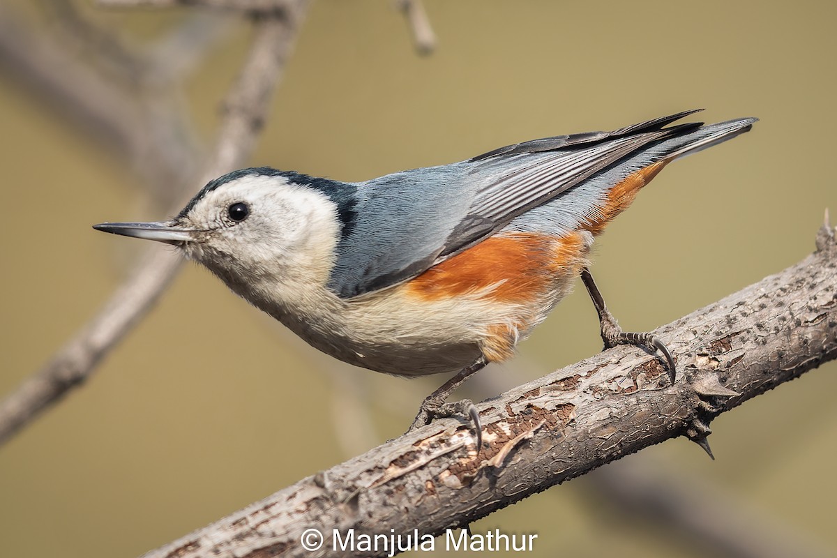 White-cheeked Nuthatch - ML613635864