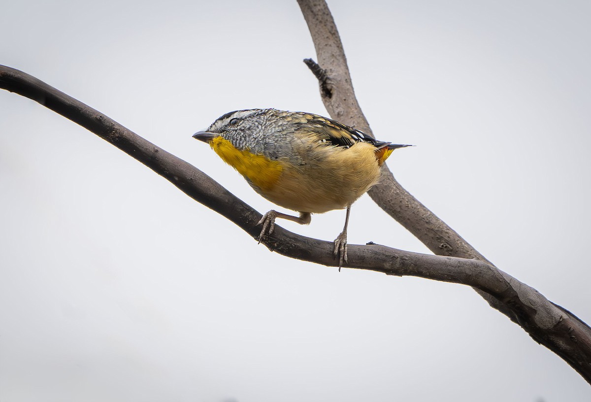 Spotted Pardalote - ML613635935