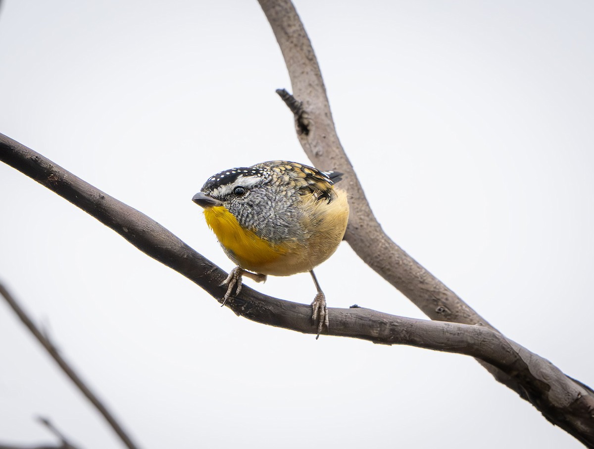 Spotted Pardalote - ML613635936