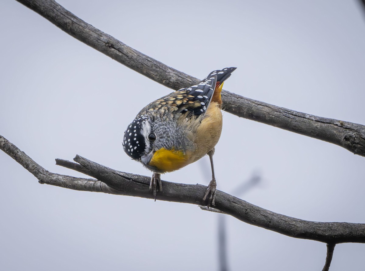 Spotted Pardalote - ML613635937