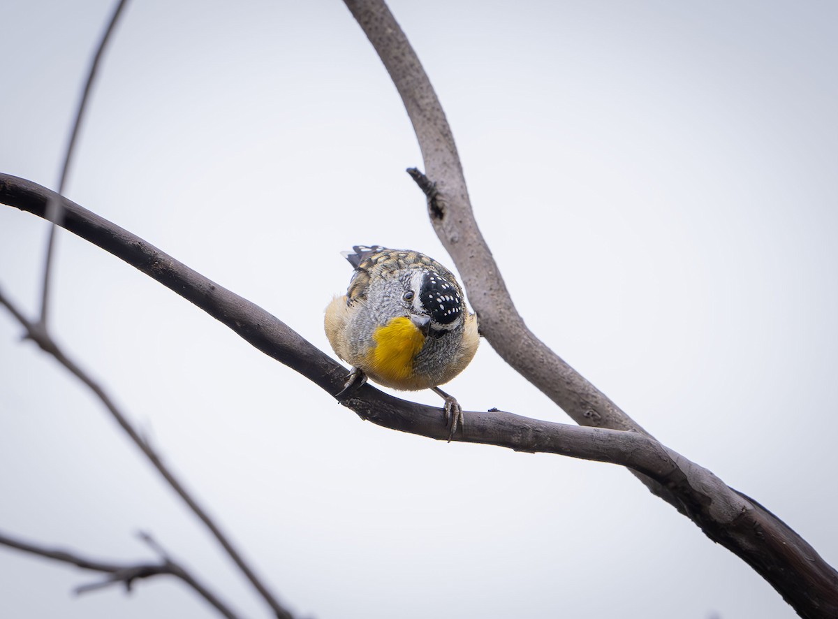 Spotted Pardalote - ML613635938