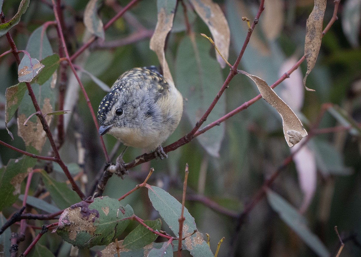 Spotted Pardalote - ML613635939