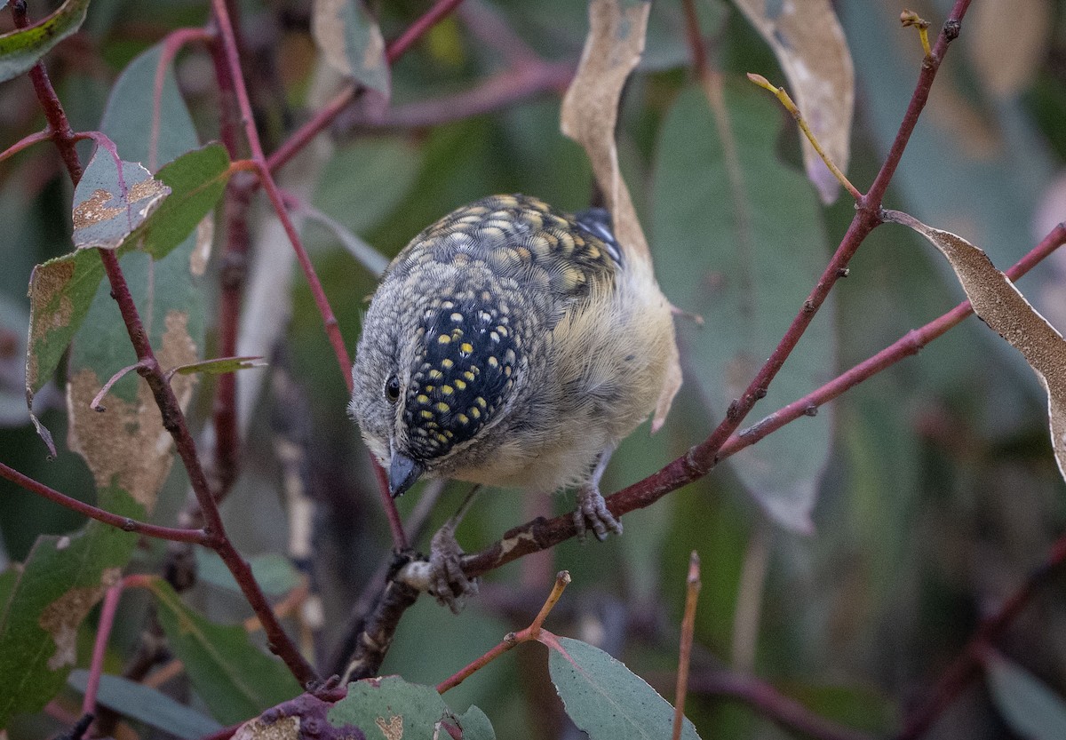 Spotted Pardalote - ML613635940