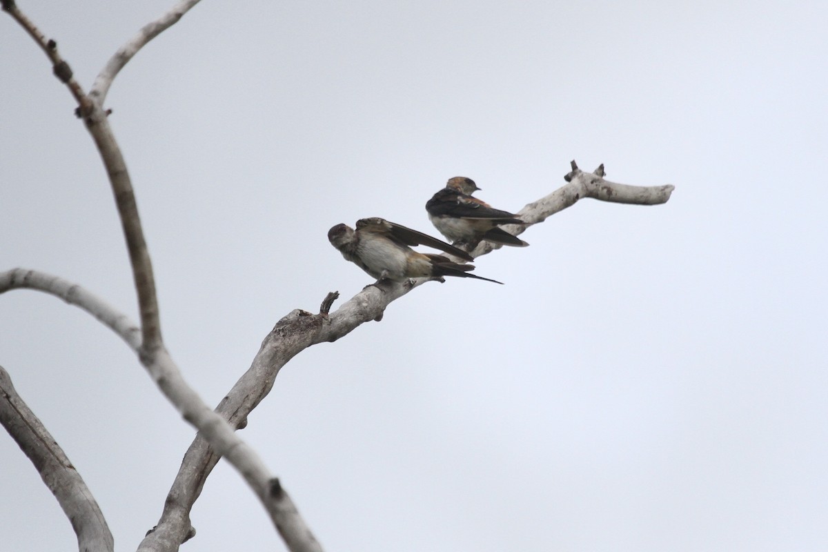Red-rumped Swallow - ML613635994