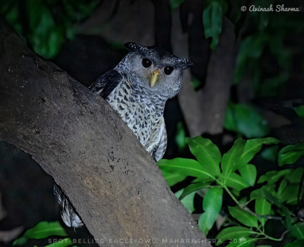Spot-bellied Eagle-Owl - ML613636258