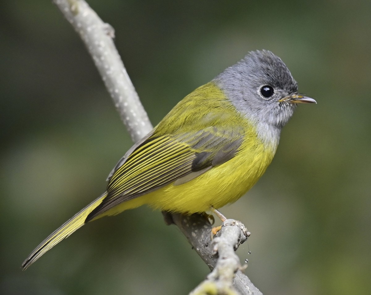 Gray-headed Canary-Flycatcher - ML613636290
