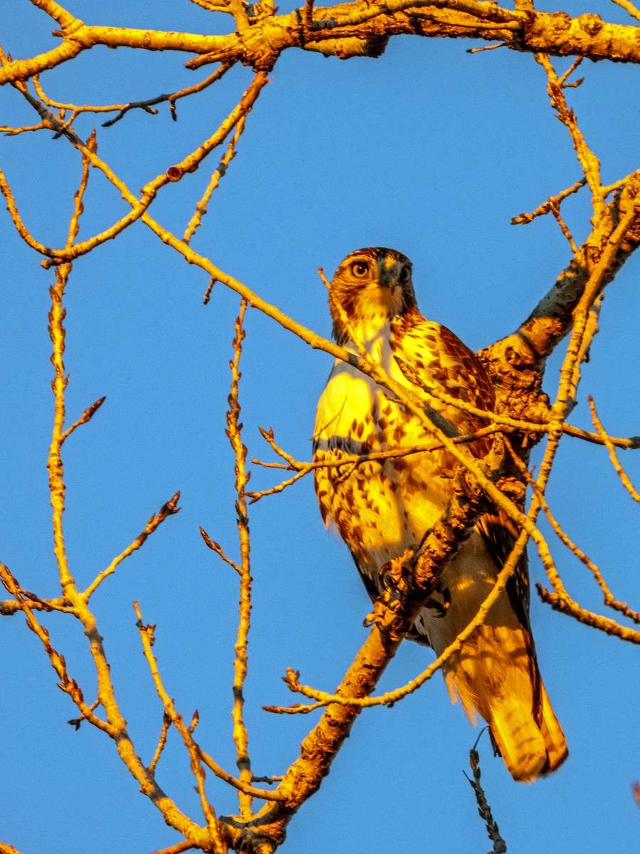 Red-tailed Hawk - ML613636665