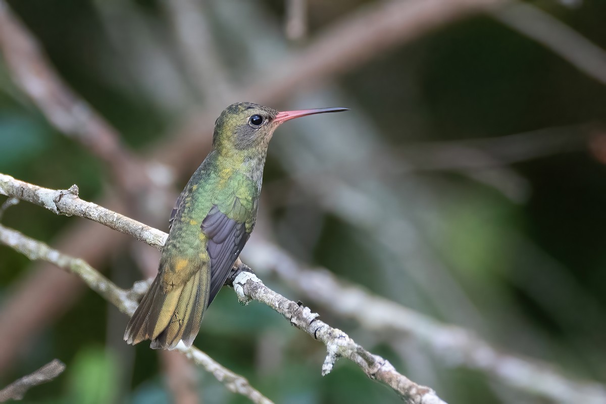 Gilded Hummingbird - Ralph Hatt