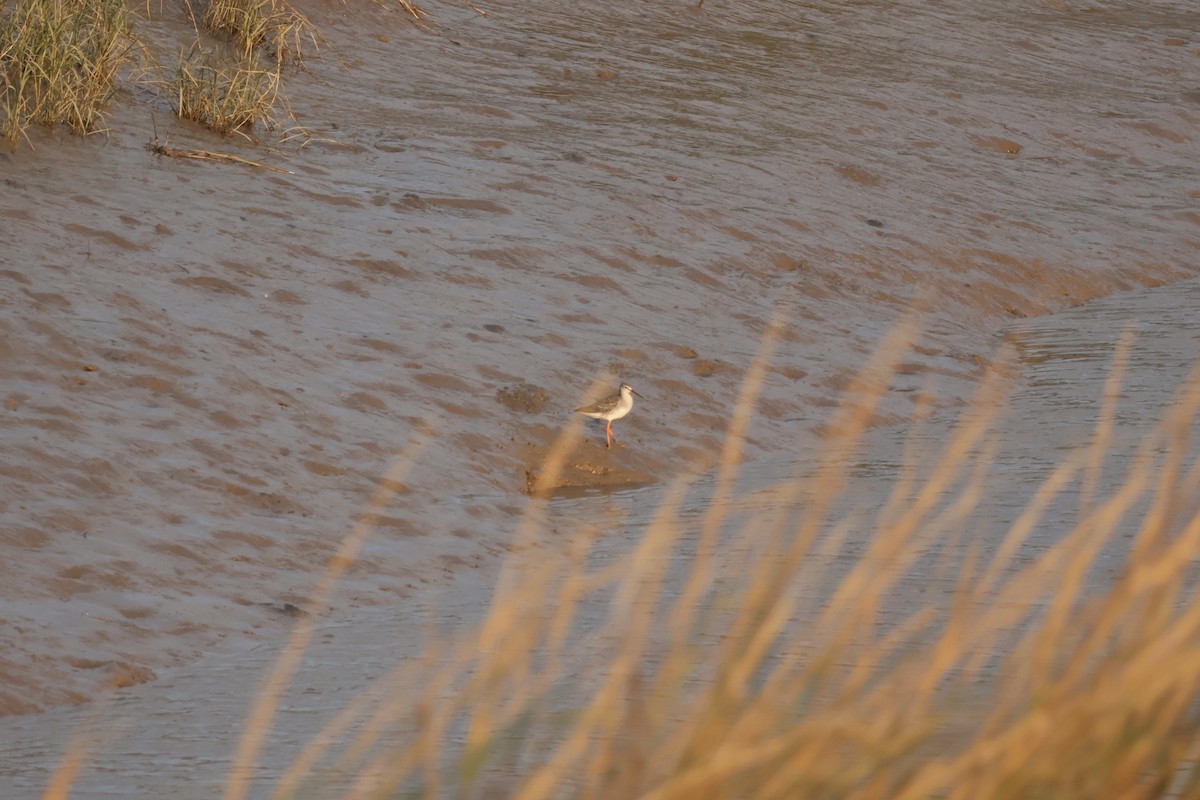 Spotted Redshank - ML613637169