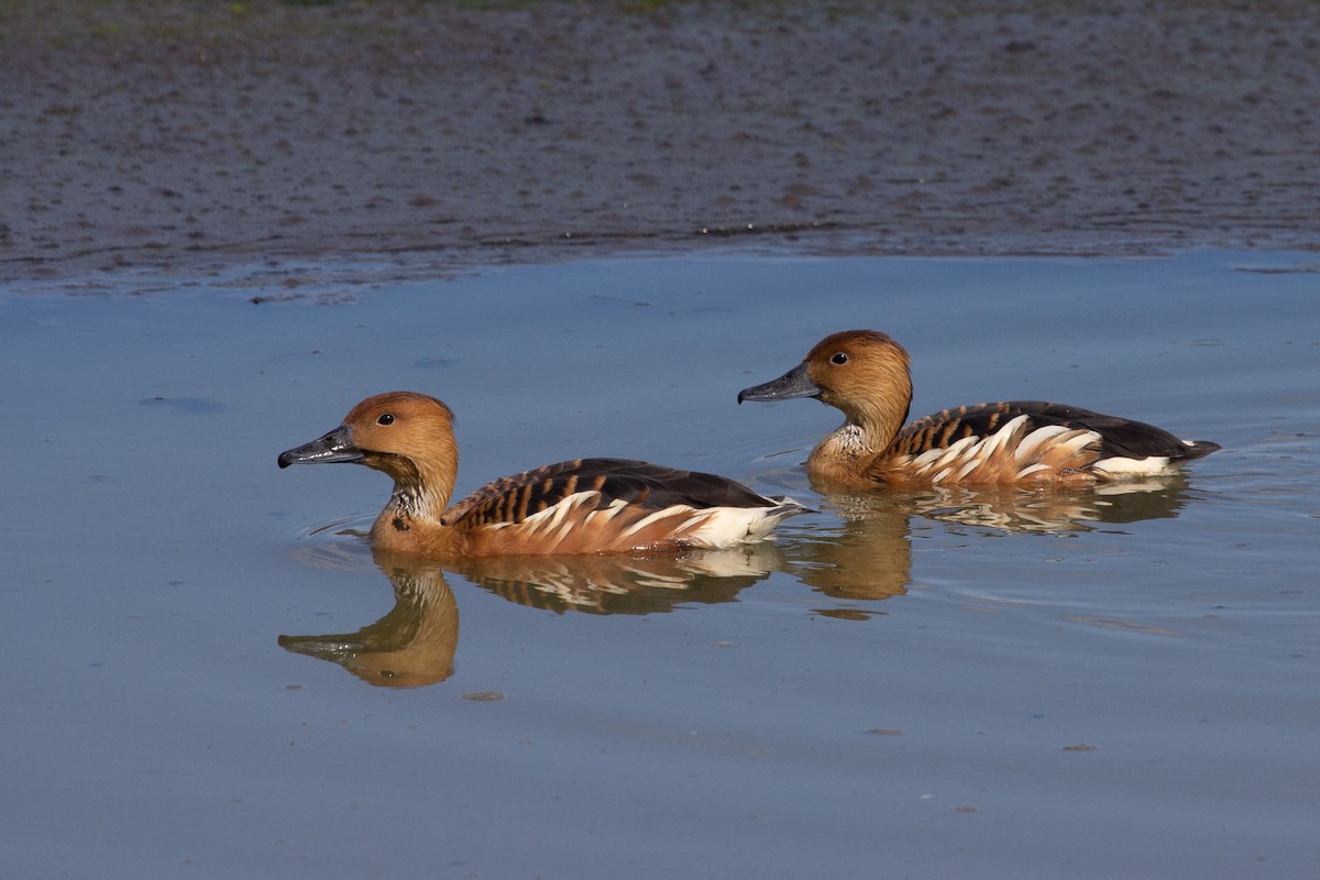 Fulvous Whistling-Duck - ML613637609