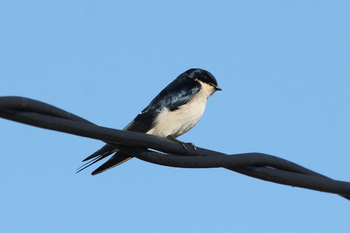 Pearl-breasted Swallow - ML613637613