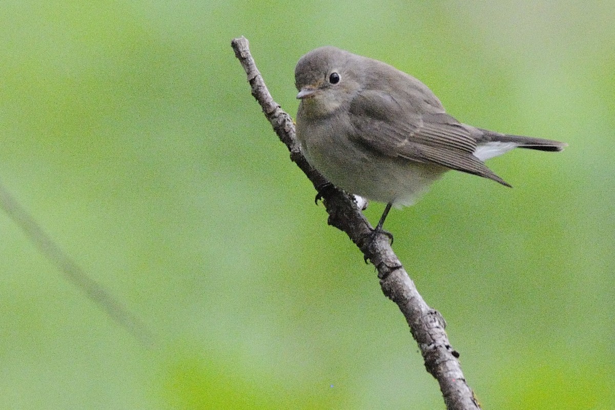 Red-breasted Flycatcher - ML613637824