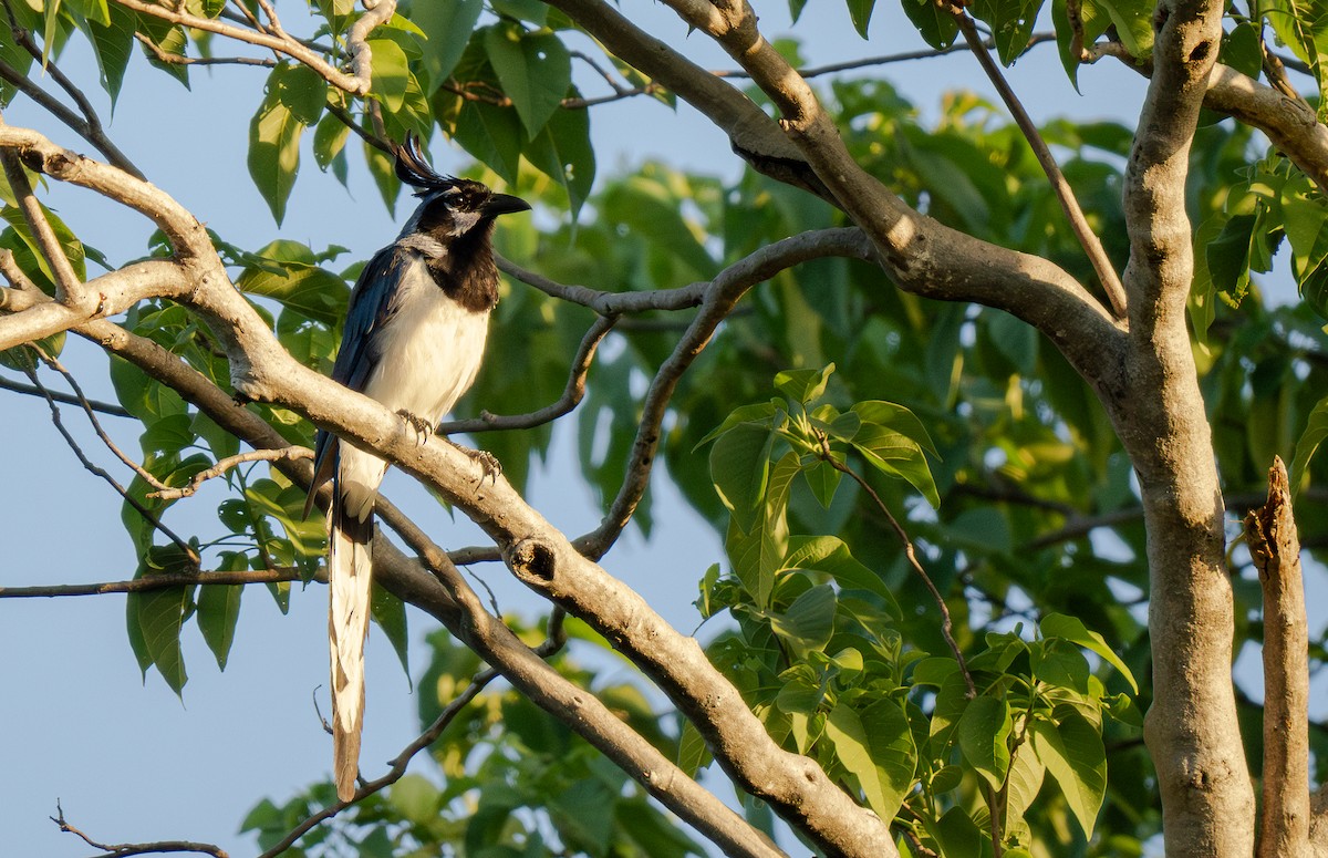 Black-throated Magpie-Jay - ML613638086