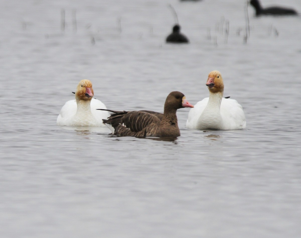 Greater White-fronted Goose - ML613638114