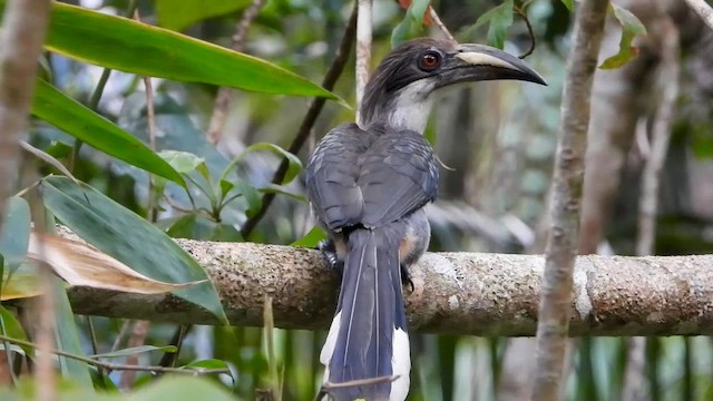 Sri Lanka Gray Hornbill - ML613638203
