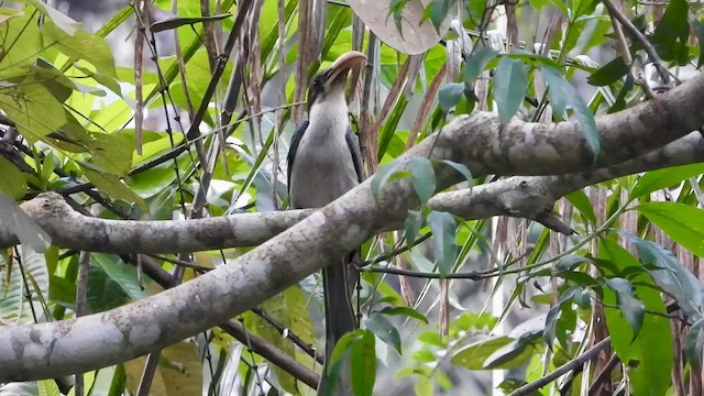 Sri Lanka Gray Hornbill - ML613638205