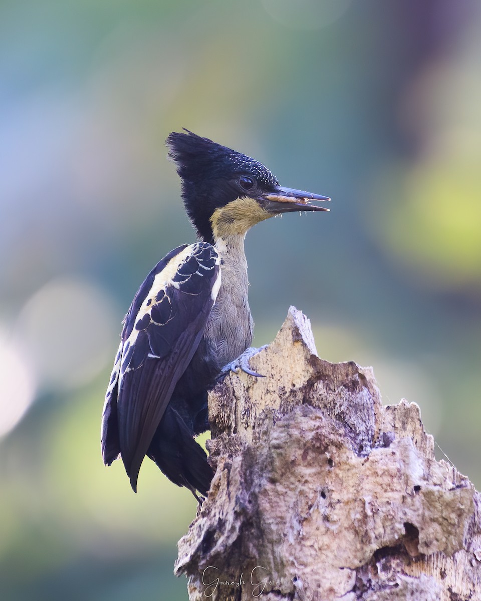 Heart-spotted Woodpecker - Ganesh Gore