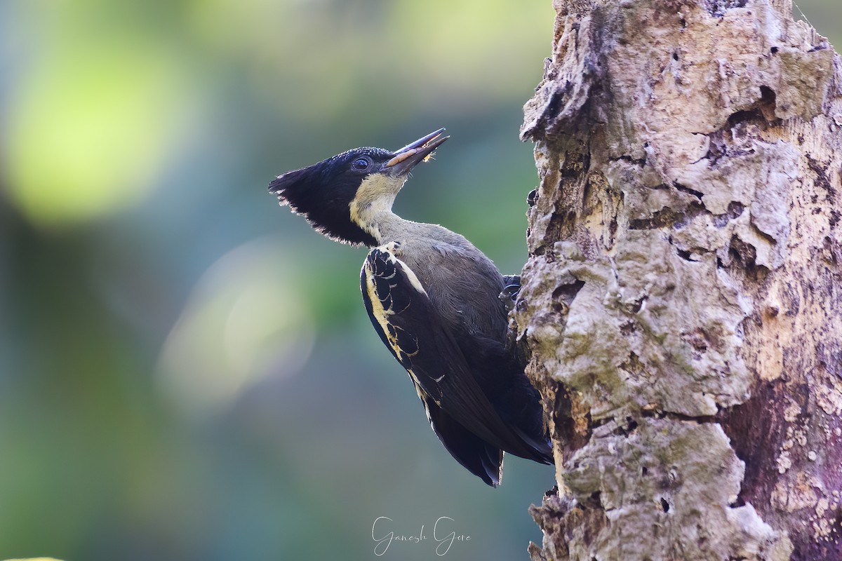 Heart-spotted Woodpecker - Ganesh Gore