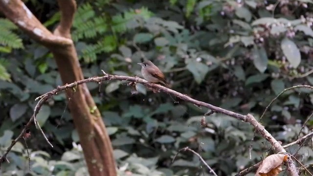 Brown-breasted Flycatcher - ML613638237