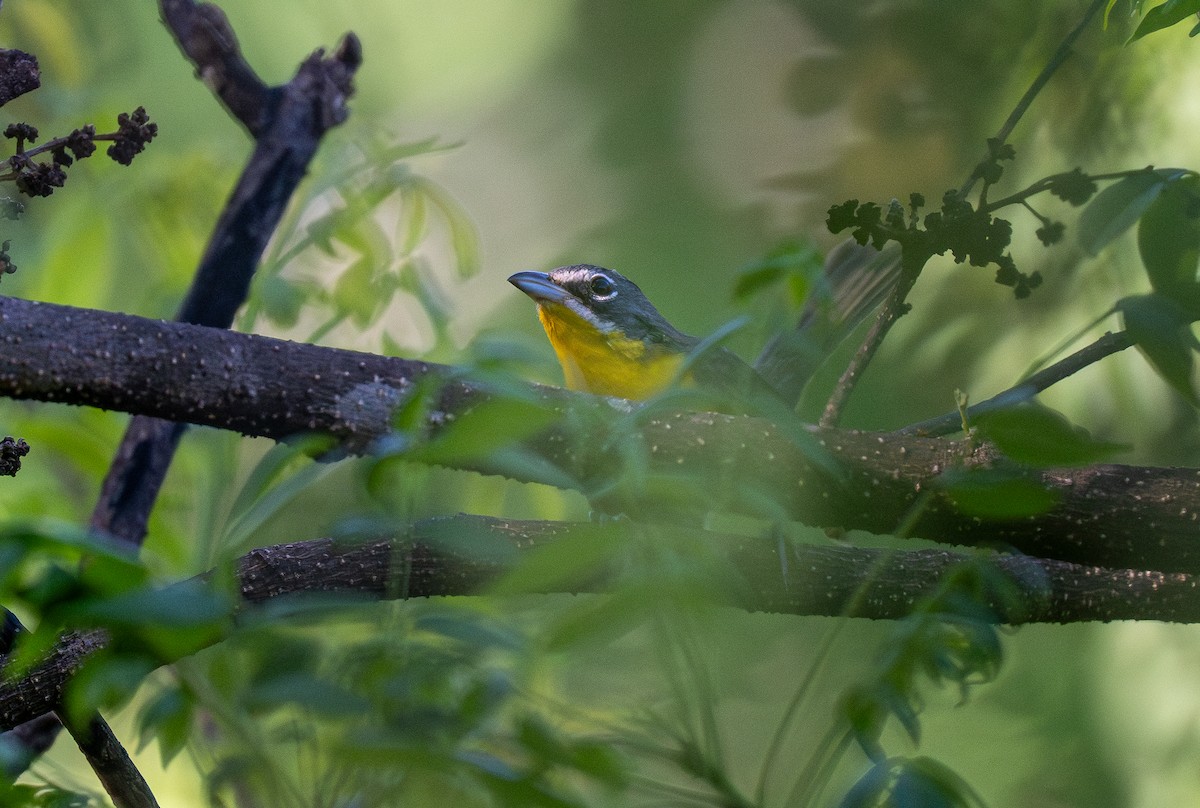 Yellow-breasted Chat - ML613638288