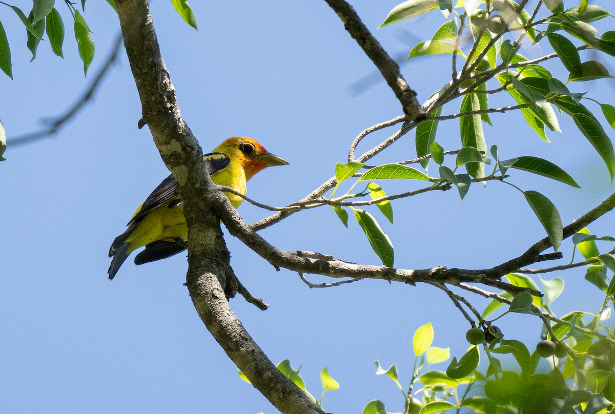 Western Tanager - ML613638357