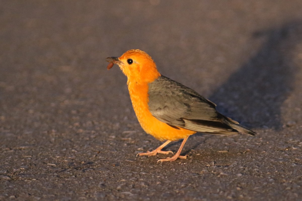 Orange-headed Thrush at Mae Wong, lower section of road by Jonathan Pap