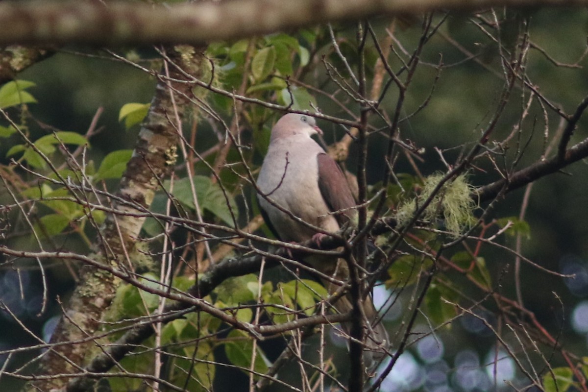 Mountain Imperial-Pigeon at Mae Wong NP--Chong Yen (upper campsite vicinity; 1300 masl) by Jonathan Pap