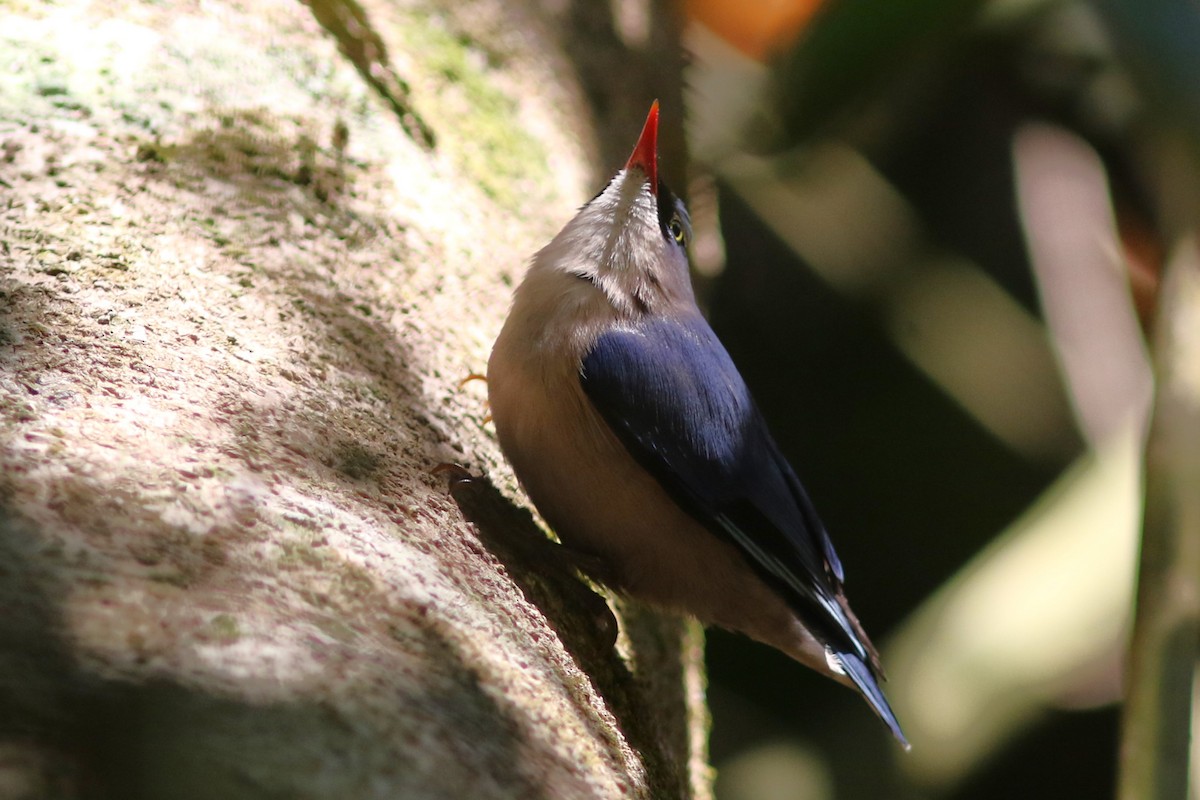 Velvet-fronted Nuthatch at Mae Wong NP--Chong Yen (upper campsite vicinity; 1300 masl) by Jonathan Pap