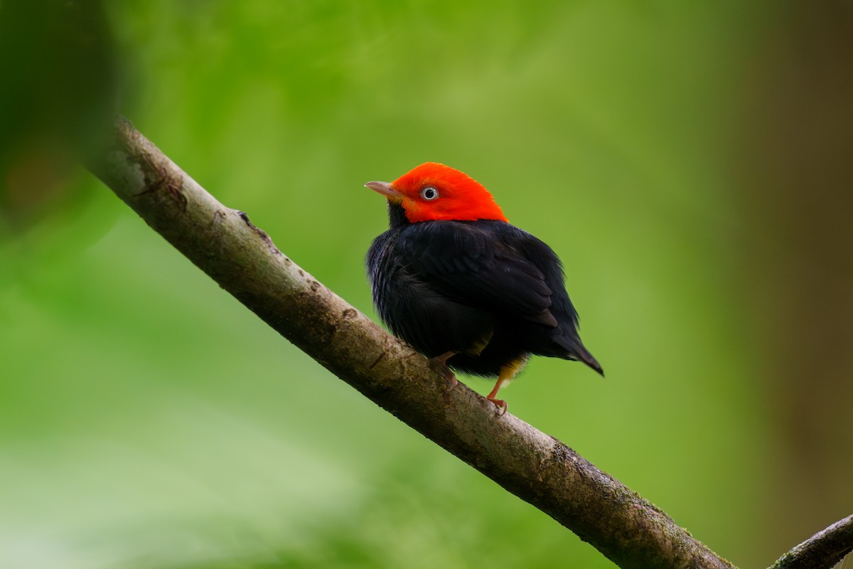 Red-capped Manakin - ML613638639