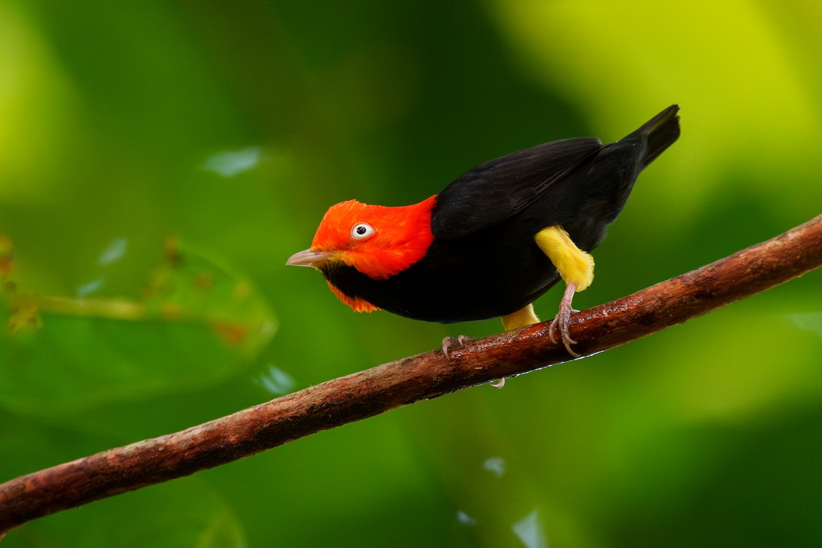 Red-capped Manakin - ML613638640
