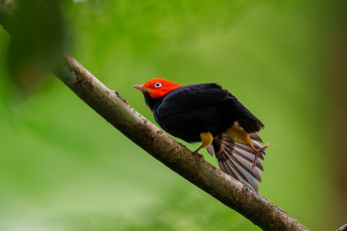 Red-capped Manakin - ML613638641