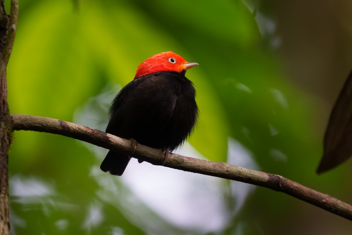 Red-capped Manakin - ML613638643