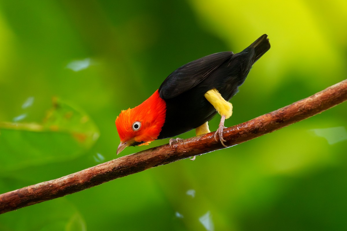 Red-capped Manakin - ML613638644