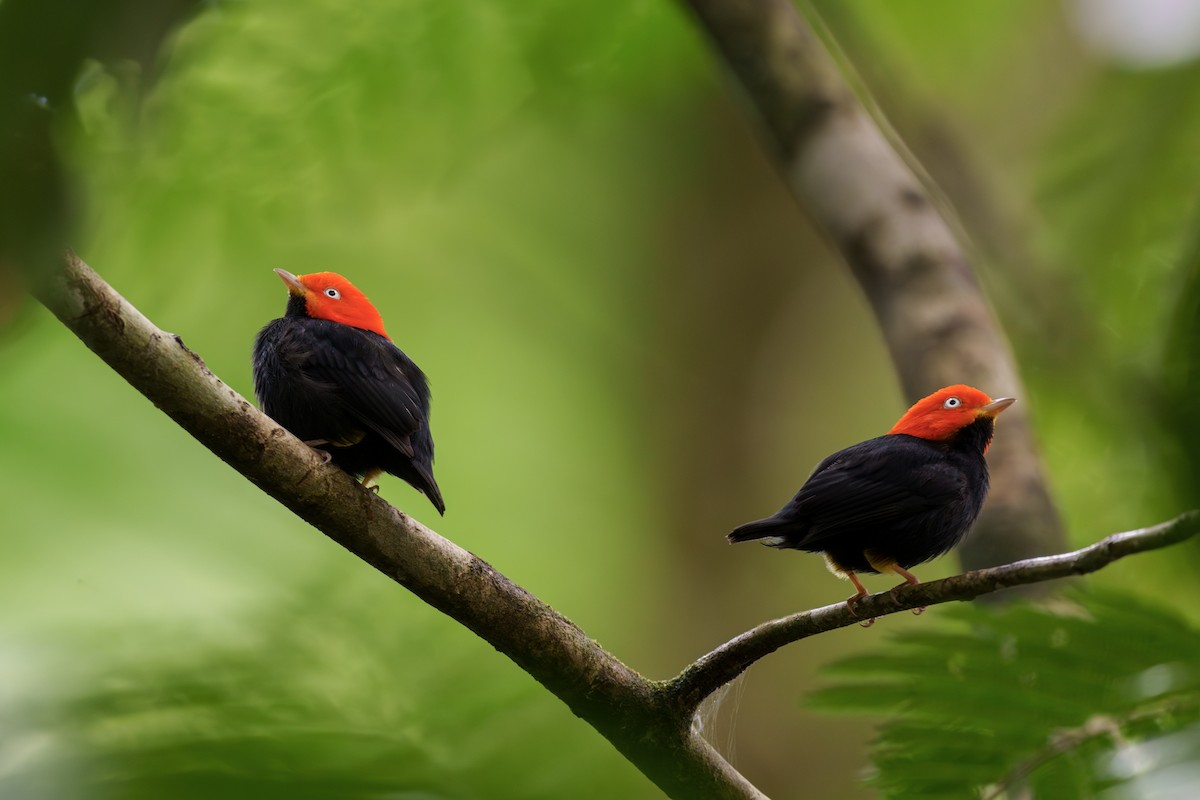 Red-capped Manakin - ML613638645